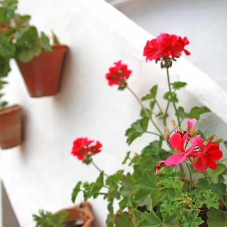 Apartamento La Rana Cortes de la Frontera